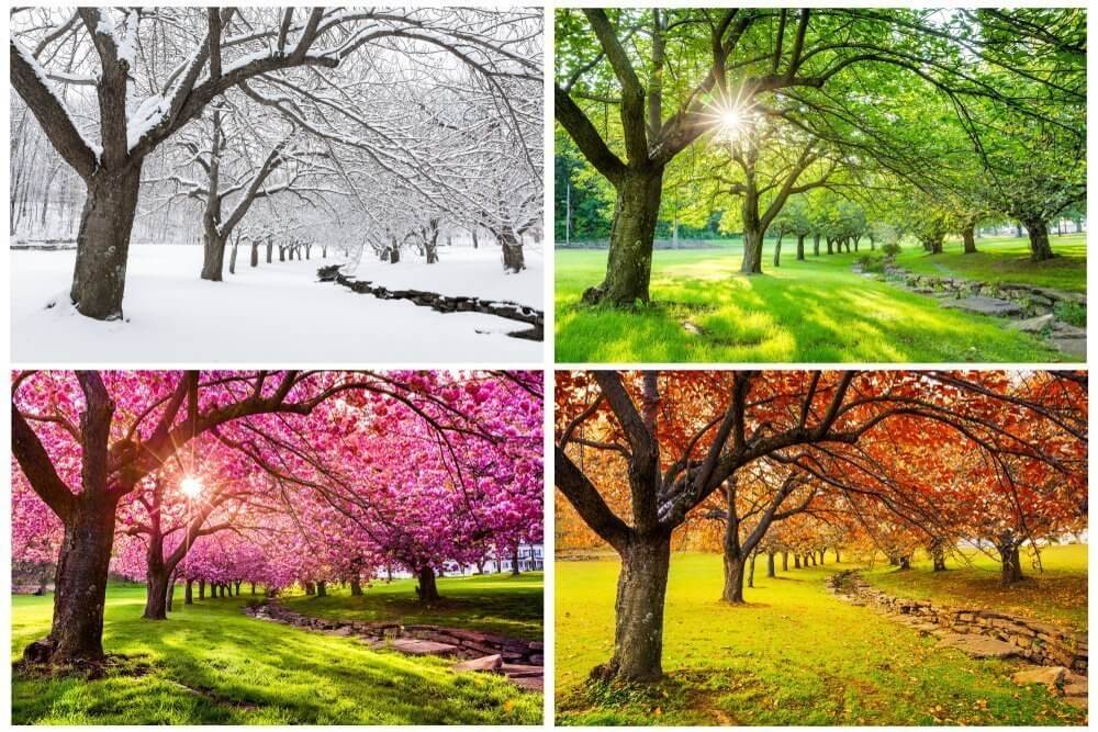 Seasons-of-the-Year.jpg?strip=all&lossy=1&ssl=1